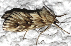 Cynaeda dentalis