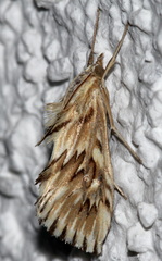 Cynaeda dentalis