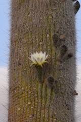 Trichocereus atacamensis