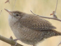 Troglodytes aedon
