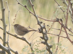 Troglodytes aedon