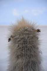 Trichocereus atacamensis