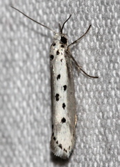 Ethmia terminella