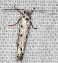 Ethmia terminella