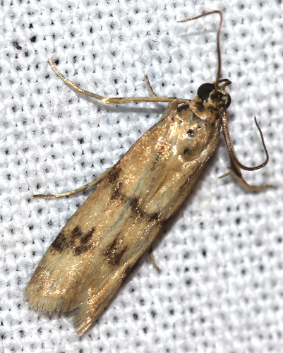 Twin-barred Knot-horn