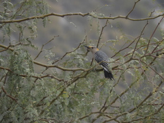 Melanerpes aurifrons