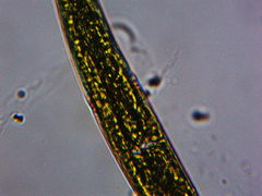 Charophyta