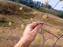 Svitlana Kyiak, CC0, iNaturalist via GBIF Taeniopetalum arenarium, photograph Svitlana Kyiak, CC0, iNaturalist via GBIF