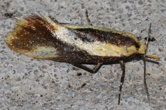 Harpella forficella