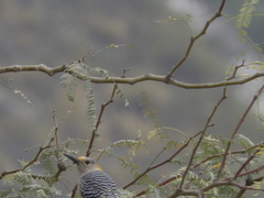 Melanerpes aurifrons