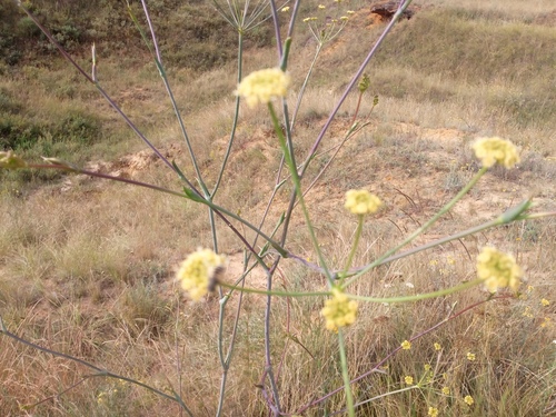 Taeniopetalum arenarium, photograph 2