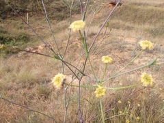 Svitlana Kyiak, CC0, iNaturalist via GBIF Taeniopetalum arenarium, photograph Svitlana Kyiak, CC0, iNaturalist via GBIF