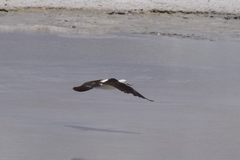 Recurvirostra andina