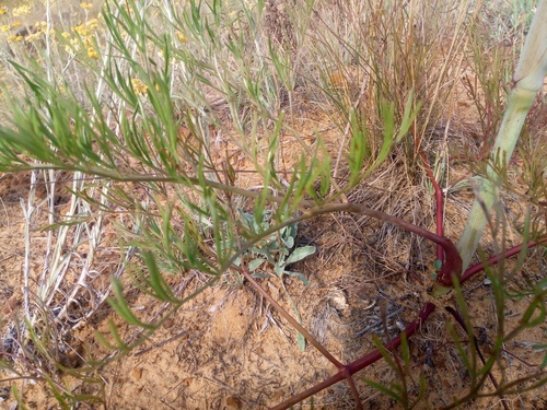 Taeniopetalum arenarium, photograph 3