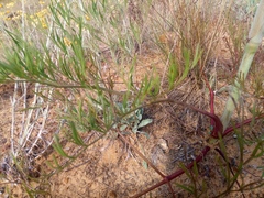 Svitlana Kyiak, CC0, iNaturalist via GBIF Taeniopetalum arenarium, photograph Svitlana Kyiak, CC0, iNaturalist via GBIF