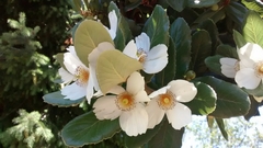 Eucryphia cordifolia