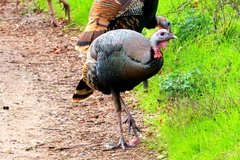 Meleagris gallopavo