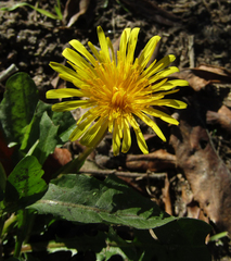 Taraxacum