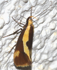 Harpella forficella