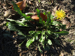 Taraxacum