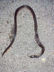 Collared Ground Snake