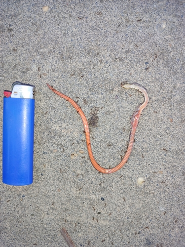 Collared Ground Snake