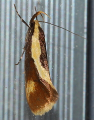 Harpella forficella