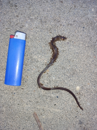 Collared Ground Snake