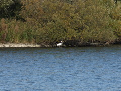 Ardea alba alba