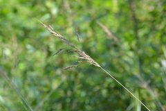 Sphenopholis intermedia