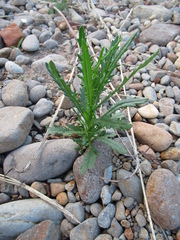 Senecio biserratus