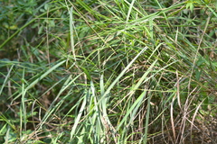 Sphenopholis intermedia