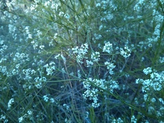 Platysace linearifolia