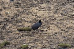 Fulica gigantea