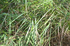 Sphenopholis intermedia