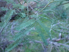 Deane's Wattle (Acacia deanei)
