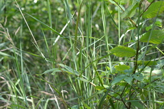 Sphenopholis intermedia