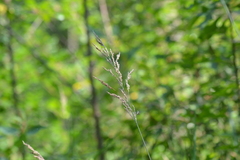 Sphenopholis intermedia