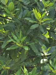 Laurus novocanariensis image