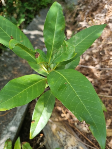 Persea indica (Persea indica)