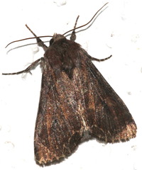 Lacanobia suasa