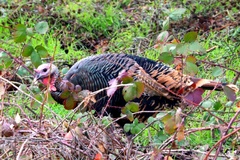 Meleagris gallopavo