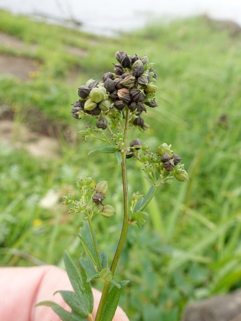 Ametrodiplosis thalictricola