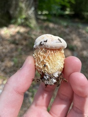 Austroboletus subflavidus image