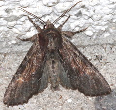 Apamea crenata