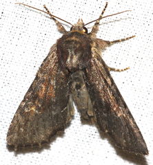 Apamea crenata