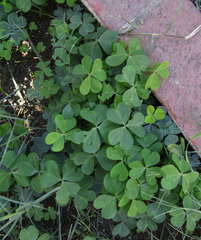 Oxalis