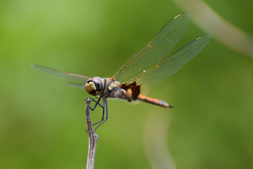 (c) JR Ferrer-Paris, some rights reserved (CC BY)