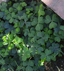 Oxalis