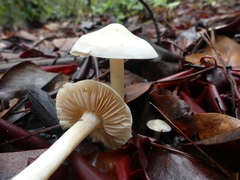 Entoloma sericellum